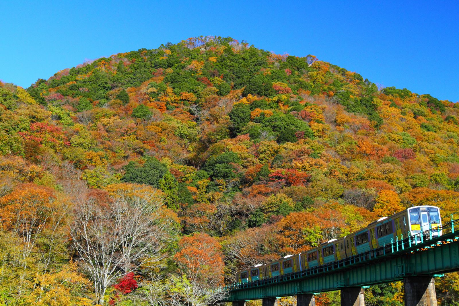 紅葉の山あいの鉄橋を渡る水郡線キハE130系