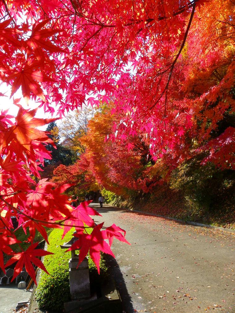 永源寺（もみじ寺）の紅葉