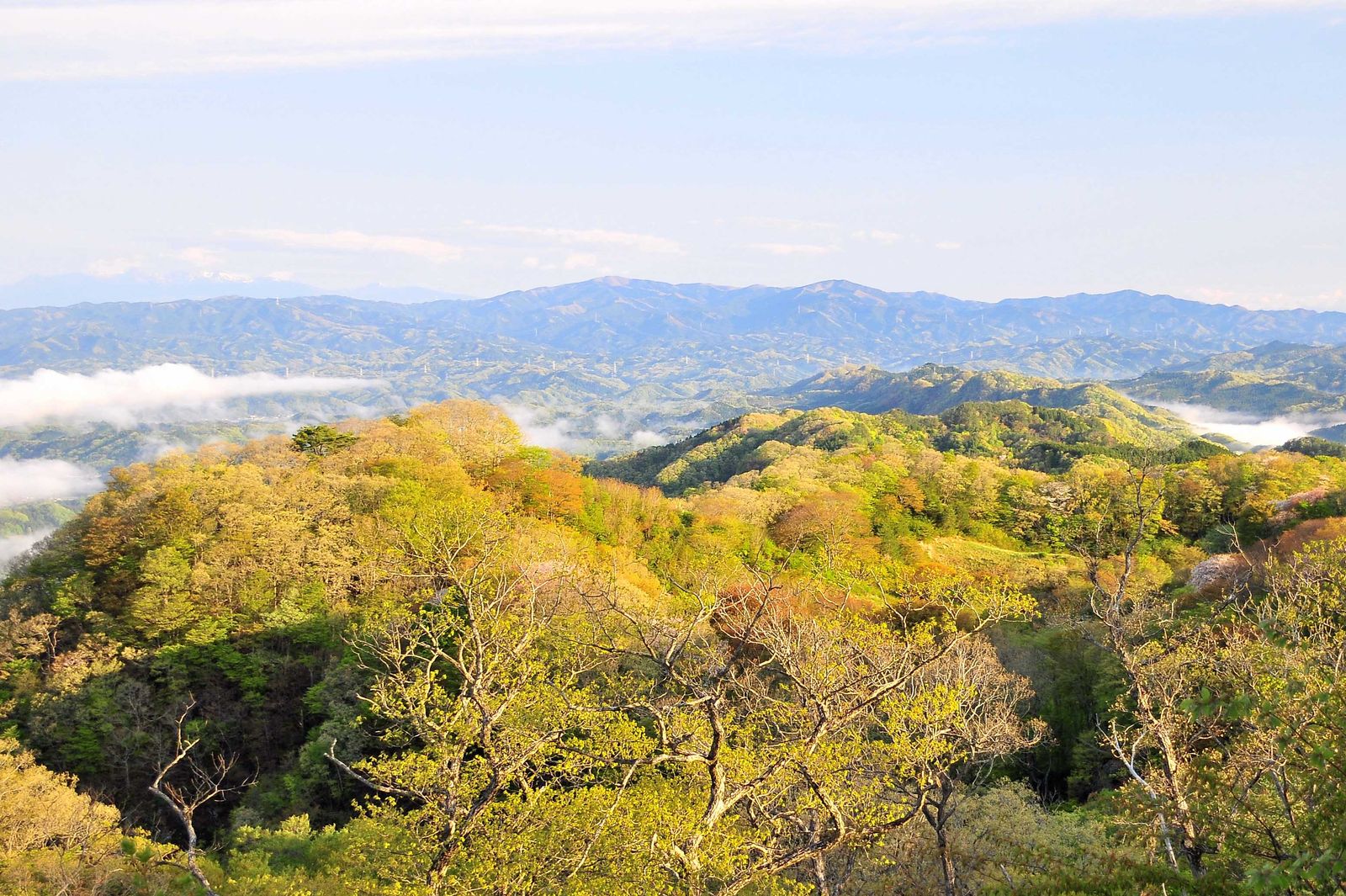 八溝山から望む新緑の山並みと雲海